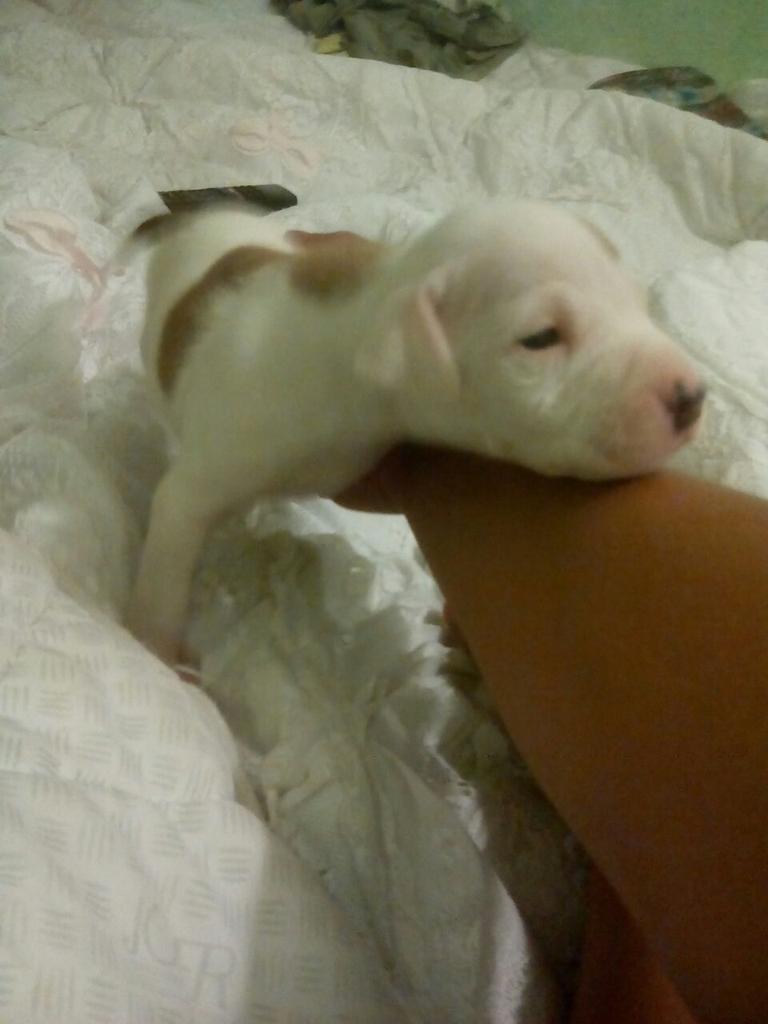 stevenlc_7's tweet photo. Se vende cachorro pitbull macho de 1 mes 120€ cualquier cosa por mensaje. http://t.co/xfYLq2Ucgj