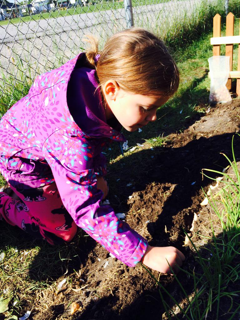 parkview_fdk_bb's tweet photo. The onions and garlic are all planted. Hopefully they grow, grow, grow! http://t.co/m1dLmrsMzA