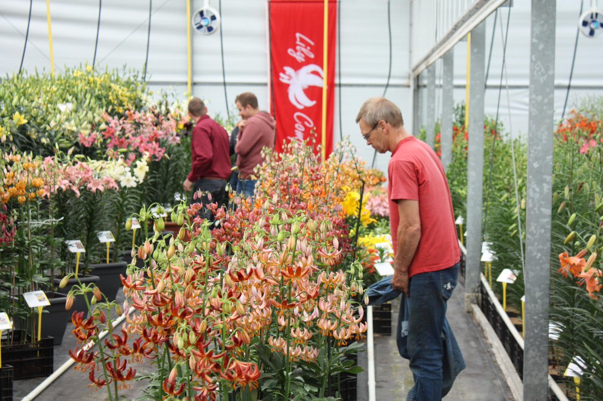Tomorrow is the last day of the Dutch Lily Days @dutchlilydays