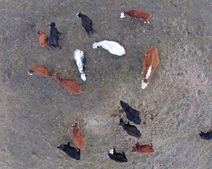 CanCattlemen's tweet photo. Drones can give #cattle producers a new perspective on herd management. #livestock #UAVs… http://t.co/B7VUhAKWIX http://t.co/M0llcf3gCZ