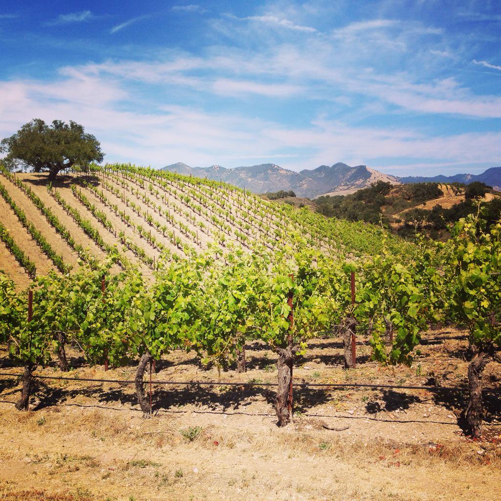 DemetriaEstate's tweet photo. Another beautiful day at Demetria! Looking forward to a great weekend - come by for a tasting of our latest releases! http://t.co/LFCb5Ognod