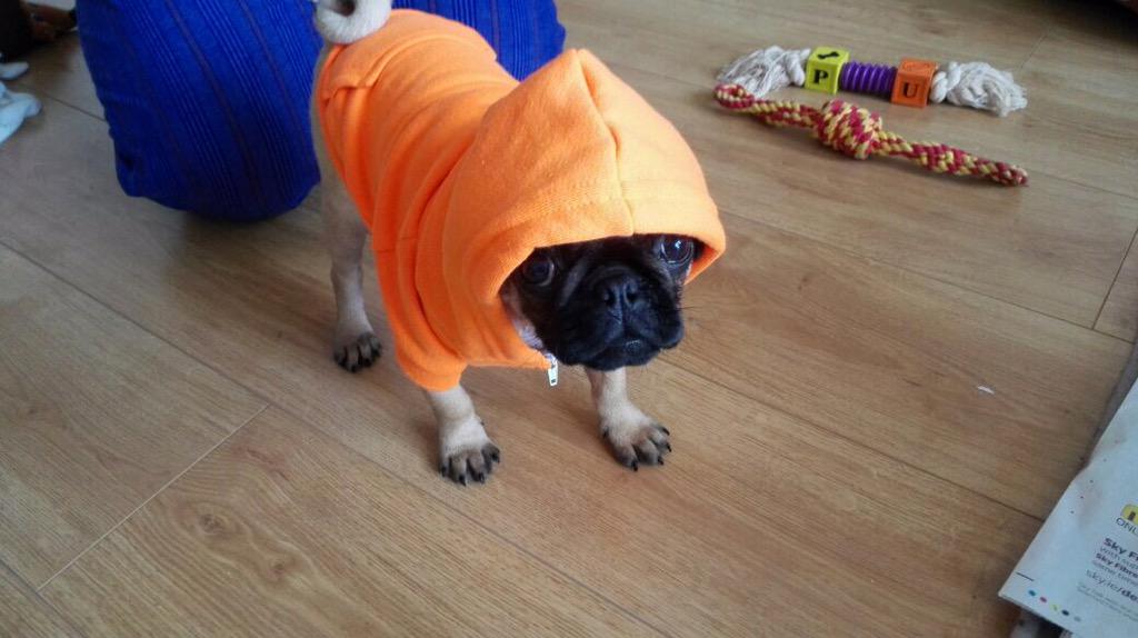 RalphiePug's tweet photo. I'm so gangsta #puglife #pug #puppy http://t.co/lpakzpPW2R