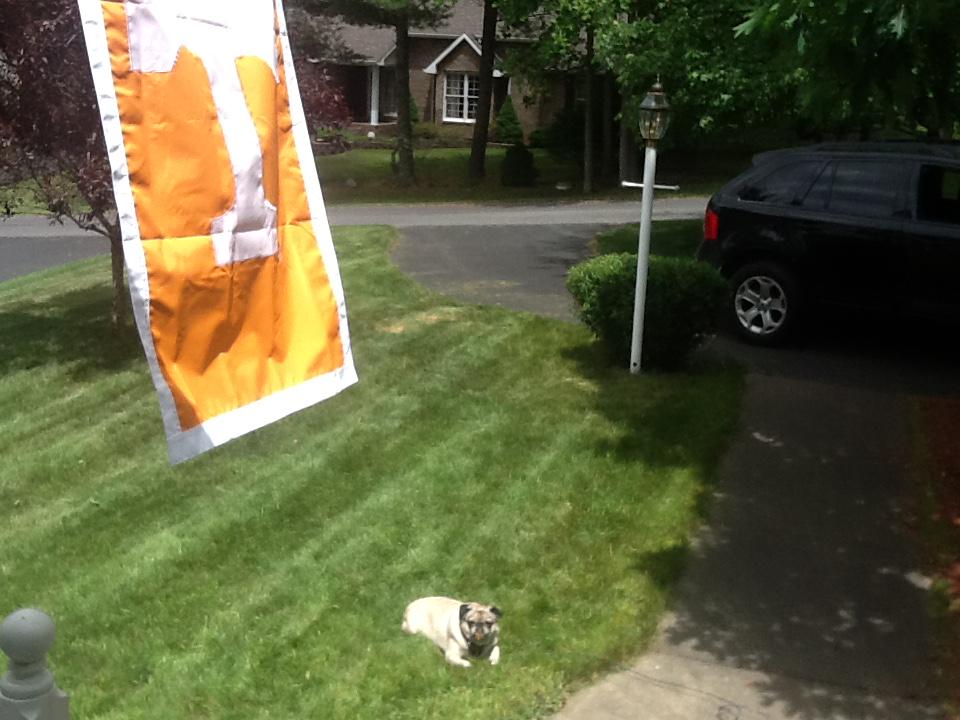 DogPappy's tweet photo. @beth_sageser @good_ole_sags VFL Belle http://t.co/Nh4ENZEVwx