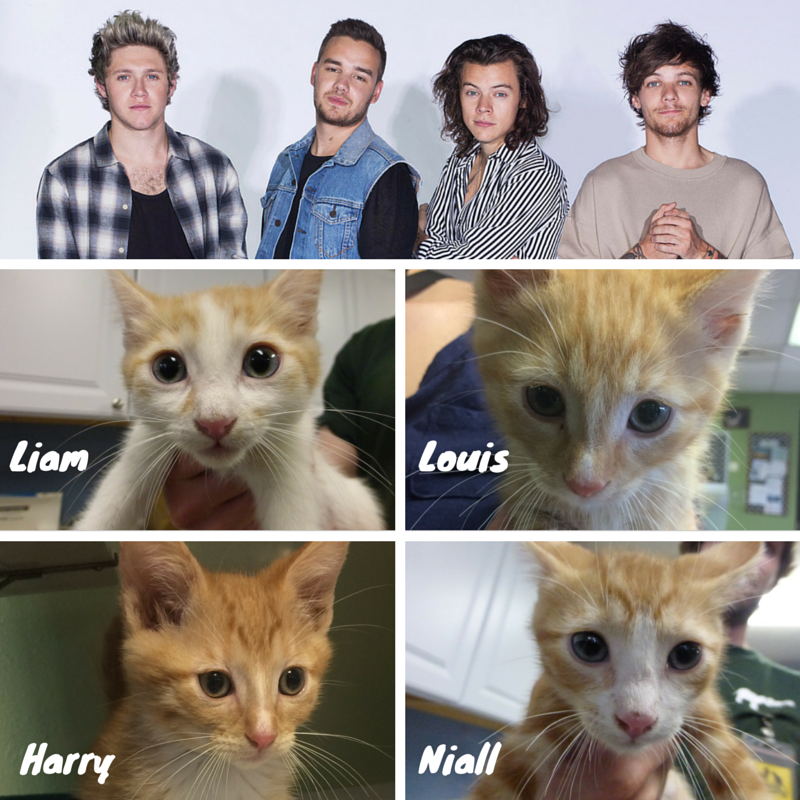 HSWeldCounty's tweet photo. The @onedirection #kittens would like to find the purrfect homes today! #HugYourCatDay #adopt #purrsday http://t.co/3YErN3wbBX