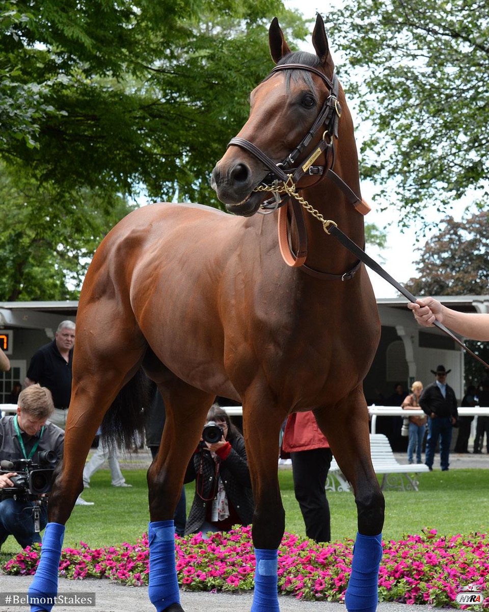 2015 BELMONT STAKES - American Pharoah para entrar en la Historia!!! - Página 5 CGrXnWCWgAAyL5s