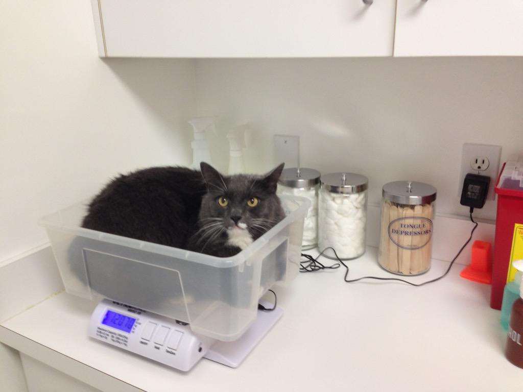 thefourkitties's tweet image. Backstage content smokey and bandit at the vet!