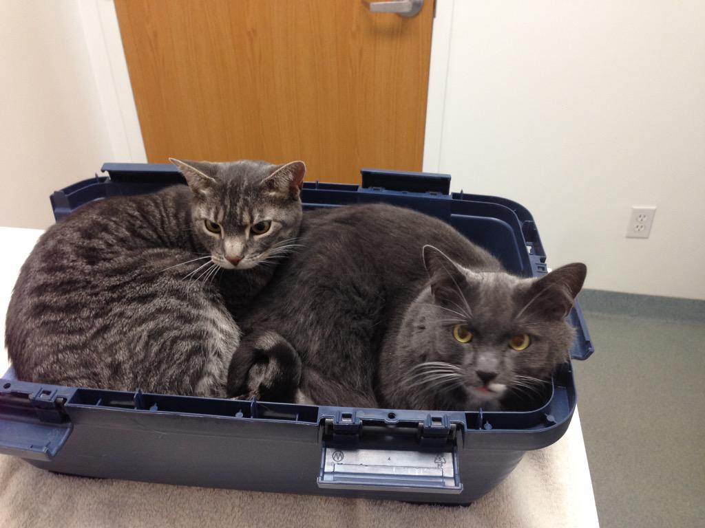 thefourkitties's tweet image. Backstage content smokey and bandit at the vet!
