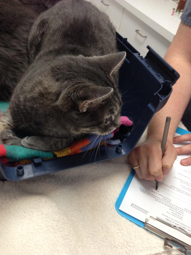 thefourkitties's tweet image. Backstage content smokey and bandit at the vet!