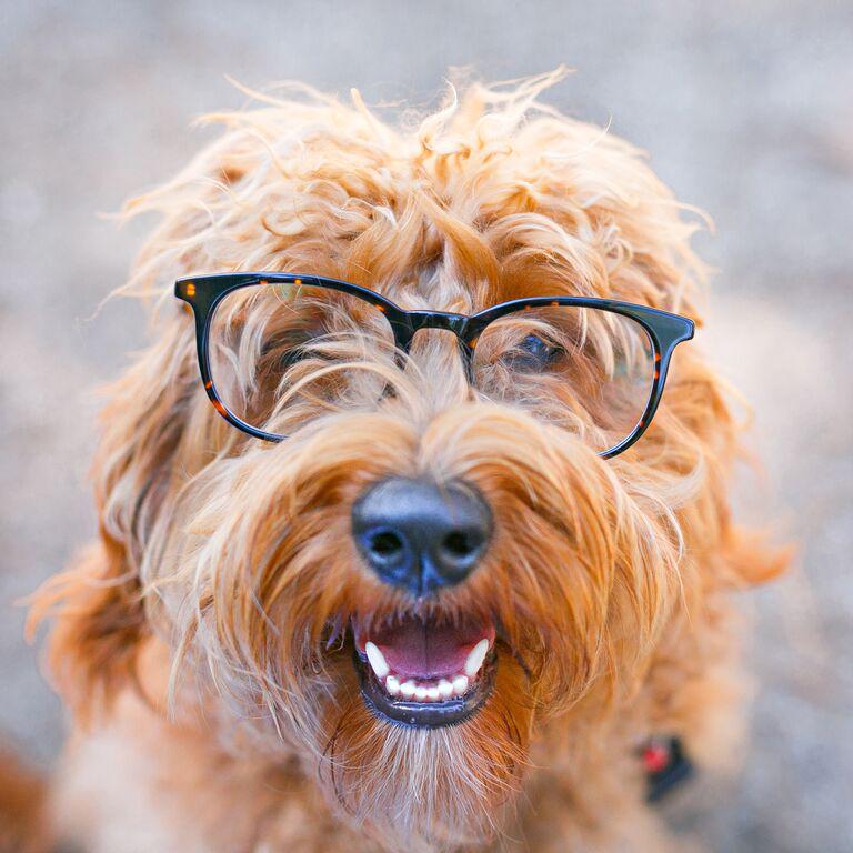 WarbyParker's tweet photo. From @warbybarker: Durand in Whiskey Tortoise put a smile on Lhotse's face! http://t.co/1a6dc5BJph