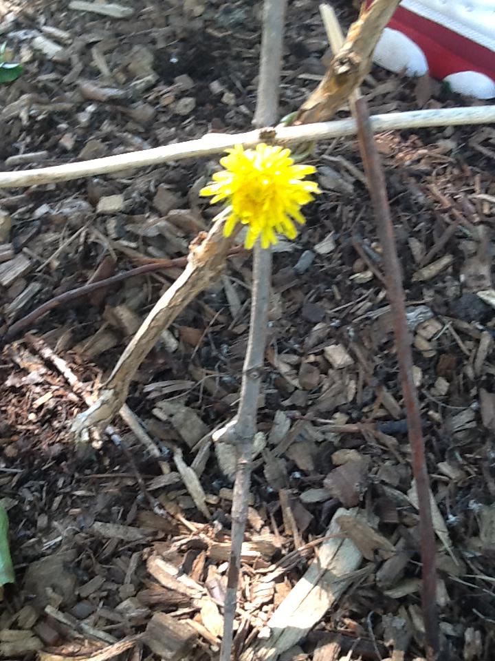 MsGouldScience's tweet photo. @scifri @hibbardcps students used items affected by the sun to #explainthesun...thoughtful, artistic interpretations! http://t.co/GHVCQUbpVq