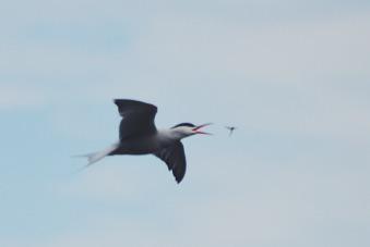 sorchafaulkner's tweet photo. walking by the River Cam today, accidentally got this photograph! #unsprung #springwatch @BBCSpringwatch http://t.co/l3uQ2PAqgw