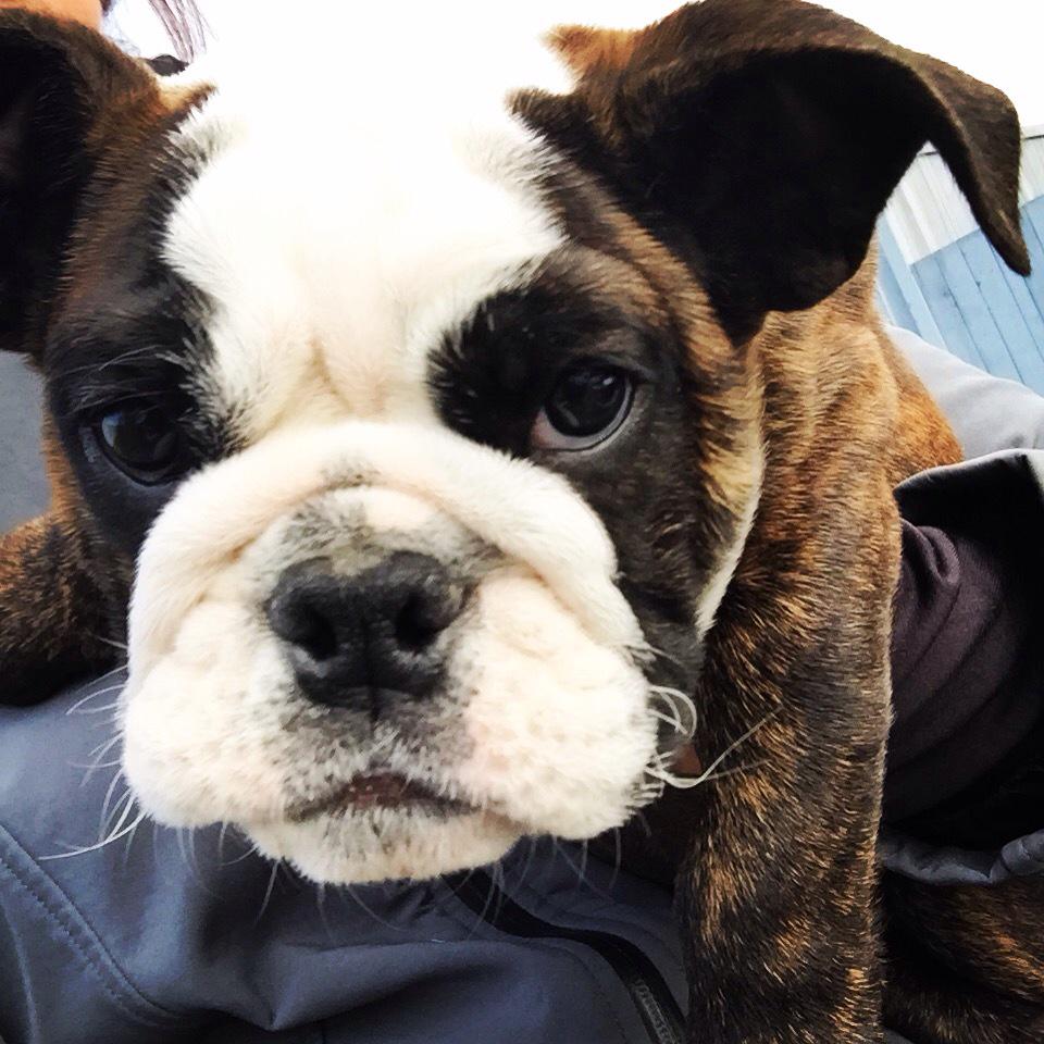 This is her happy face. #bulldog