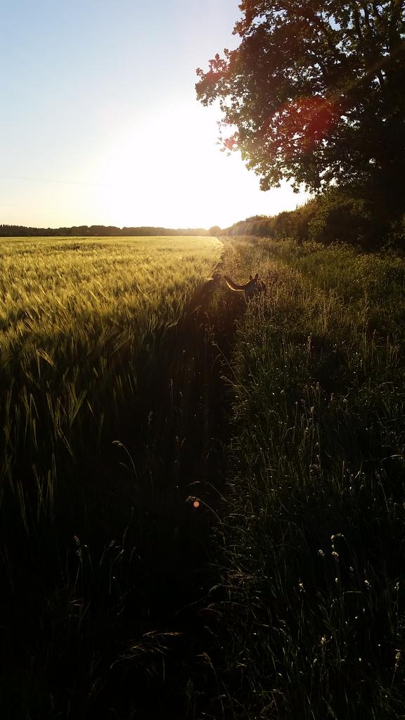 county_dog's tweet photo. Lovely walk to start off the shift http://t.co/WFfCzrb5Ru