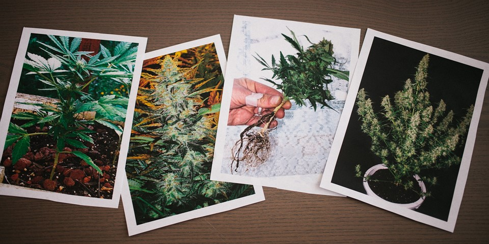 Leafly's tweet photo. You've heard of #indica and #sativa, but what do you know about #cannabis #ruderalis? http://t.co/Fy8t8v0OAW http://t.co/JHp1CrCY4t