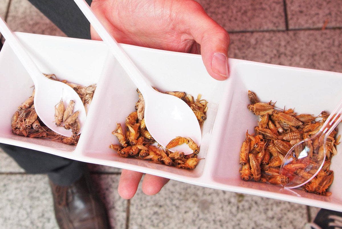 bugbitesuk's tweet image. Check out photos from yesterday's #Pestaurant #cardiff at bugbitesuk.wordpress.com/2015/06/04/no-… @grub_kitchen @RentokilUK