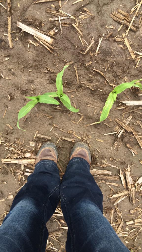 HolsteinLaura's tweet photo. Because when you work in the mud you gotta be having fun! #IowaAg #SunWouldBeNice http://t.co/m71S7h2pYP