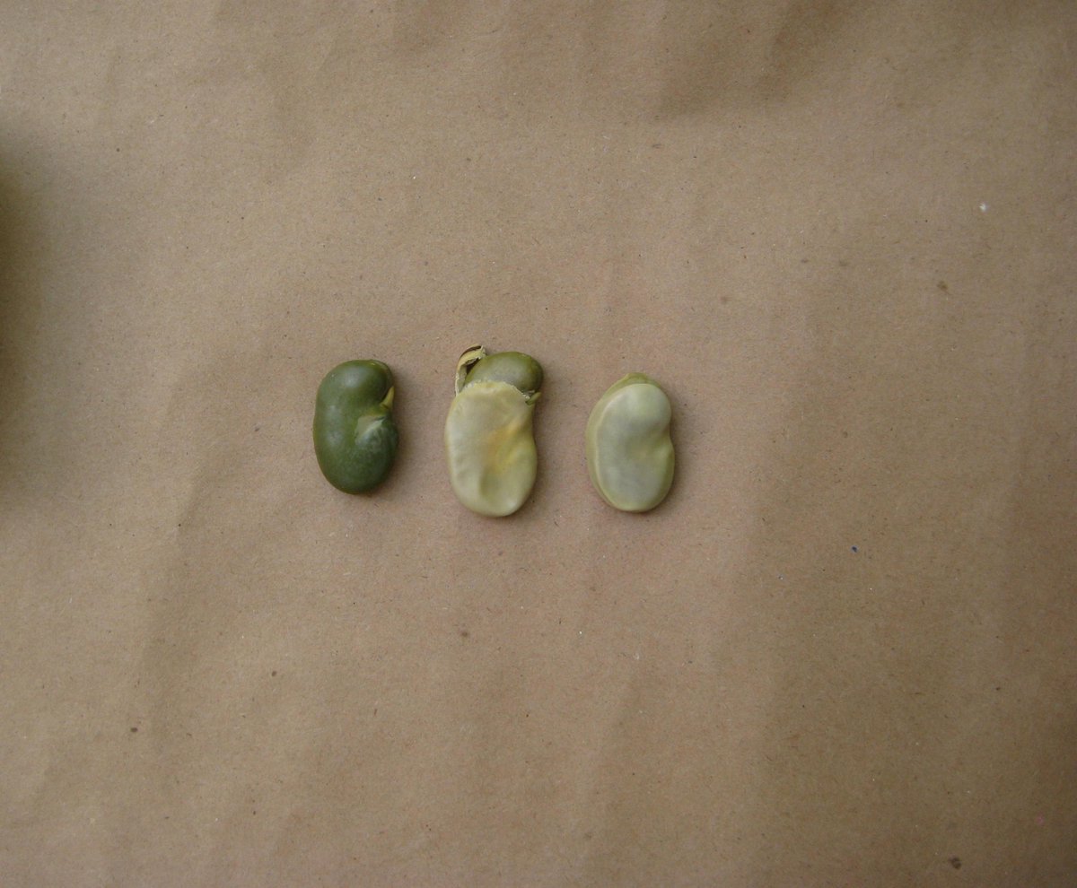figandquince's tweet photo. A Persian fava bean is born! #tbt recipe for fava beans cooked Persian style: http://t.co/H0qeSpq287 #baghali #food http://t.co/hOoOoqZJzi