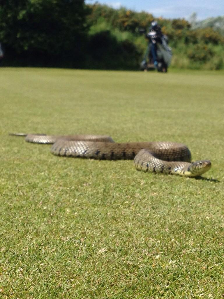 CumberwellPark's tweet photo. A great picture of a native grass snake in the sunshine today on 26th green. NB: non venomous &amp; do not bite!!! http://t.co/V5bbw5vuyd