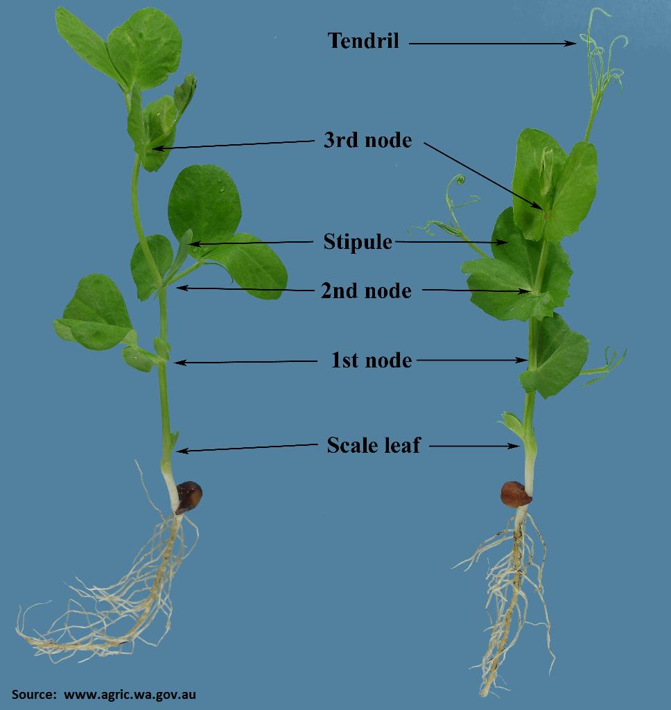 Was the pea plant the first plant found in WallE? Science Fiction & Fantasy Stack Exchange