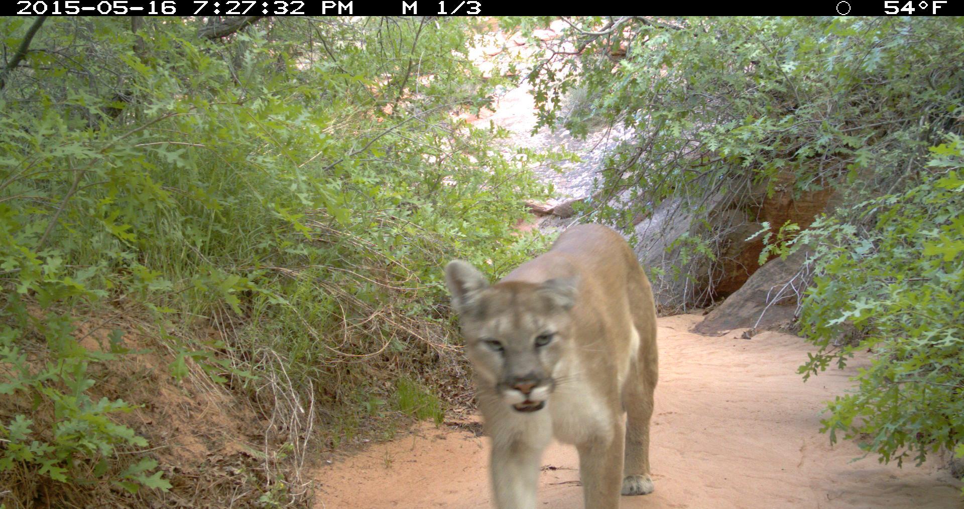 Zion National Park on Twitter "This amazing photo of a mountain lion was captured by the park’s