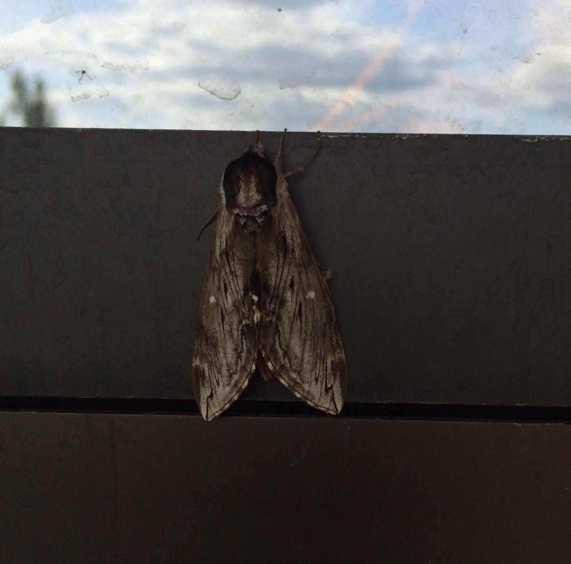 UWSummitCentre's tweet photo. What is this moths that wants to join @envwaterloo students taking field courses @UWSummitCentre? #wsce http://t.co/9t90jNWE4P
