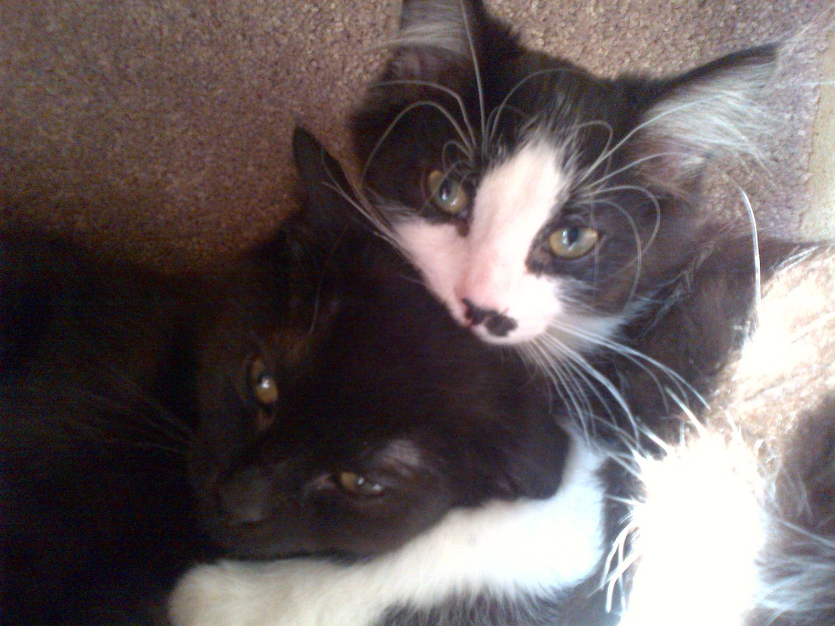 jacquelinedchan's tweet photo. Cuddly brothers Cocoa and Milo are my #TBT #HugYourCatDay @annexcatrescue foster #kittens. #Adopt a cat to hug today! http://t.co/tvkZznR0CA