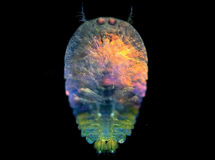 DiscoverMag's tweet image. PHOTOS: If you take a closer look at a drop of water, here's what you might find: bit.ly/1AO4MpH