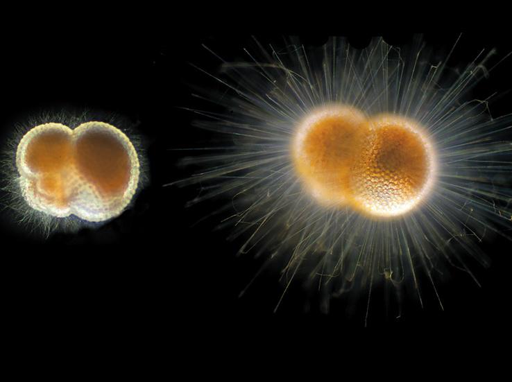 DiscoverMag's tweet image. PHOTOS: If you take a closer look at a drop of water, here's what you might find: bit.ly/1AO4MpH