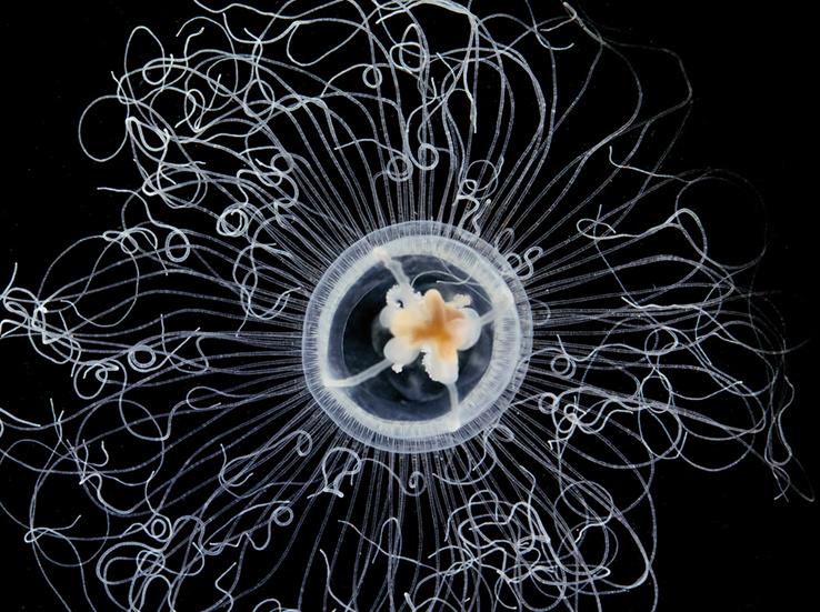 DiscoverMag's tweet image. PHOTOS: If you take a closer look at a drop of water, here's what you might find: bit.ly/1AO4MpH