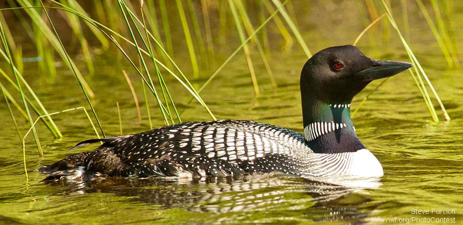 NWF's tweet image. We'd be loons to let mining destroy this national treasure. Act to #savethebwca: bit.ly/1M8BC5t #BWCA