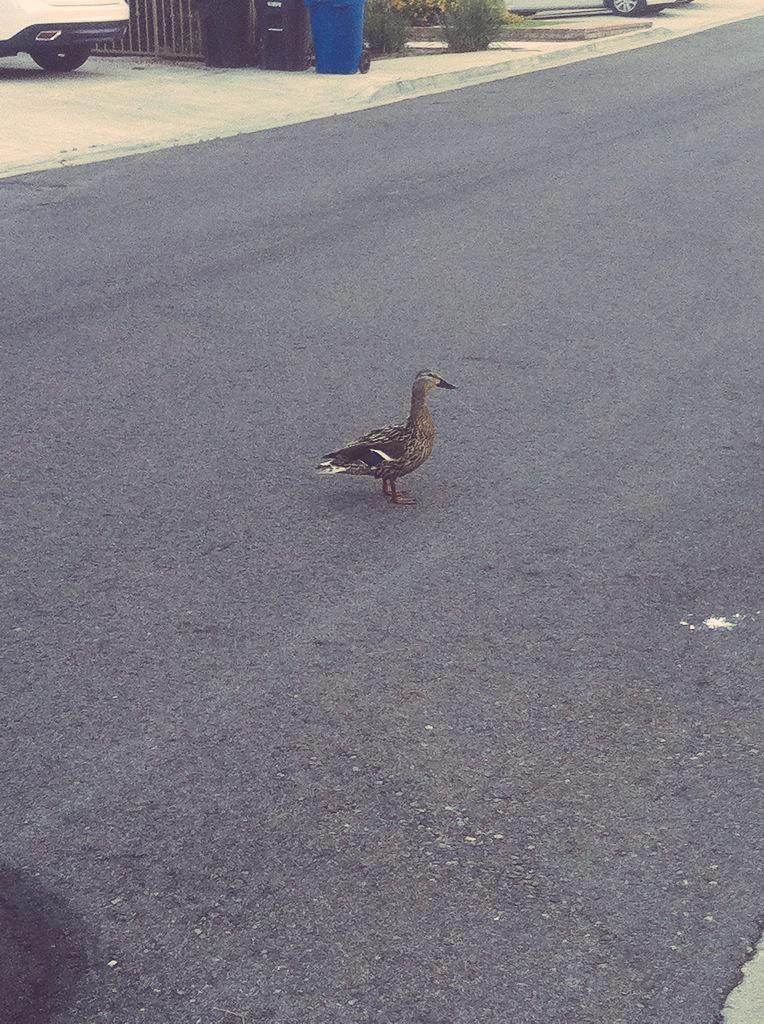 extrememist's tweet photo. Ya because here in canyon lake we have ducks walking down the street http://t.co/5PyF2UbitG