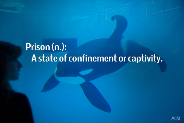 JoeBunn's tweet photo. RT @oceanCRIES Help this petition grow:
Tell the CA Coastal Commission to say NO to #SeaWorld!
http://t.co/arfJaTyMQQ http://t.co/FVPC2bdevK