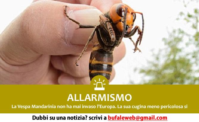 Sciame di Calabroni Killer in Italia, una bufala? 2 ALLARMISMO Calabroni giganti killer arrivano in Europa – Bufale.net