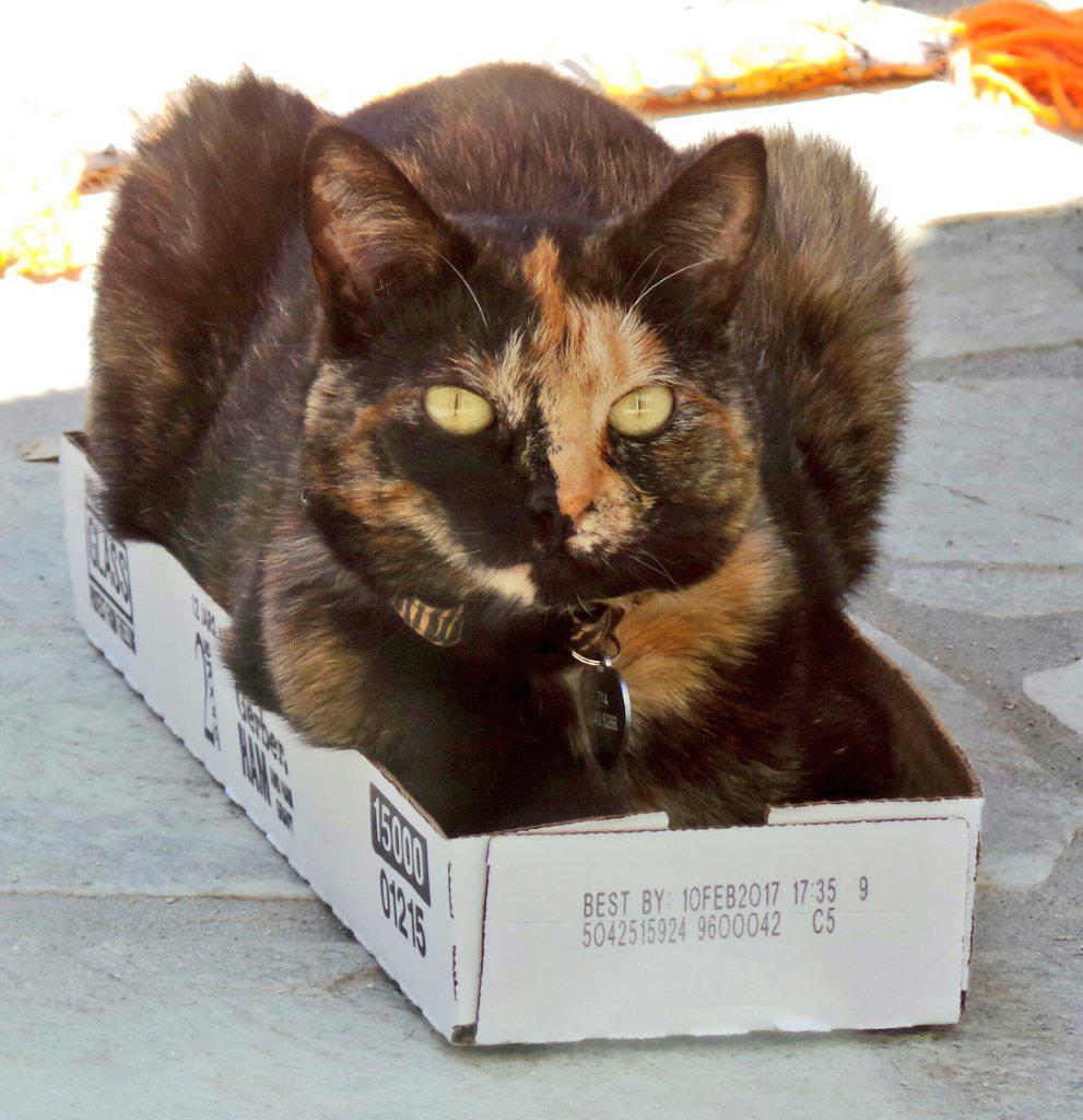 KushPanfur's tweet photo. Some cats conform and som cats #ThinkOutsideTheBox #7Kittens #catsandboxes http://t.co/jYW0xCTL5R