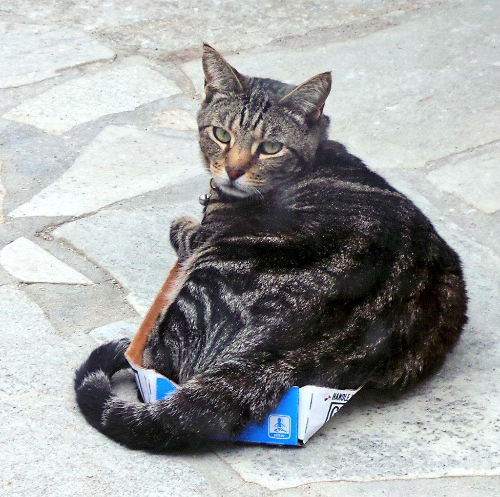 KushPanfur's tweet photo. Some cats conform and som cats #ThinkOutsideTheBox #7Kittens #catsandboxes http://t.co/jYW0xCTL5R