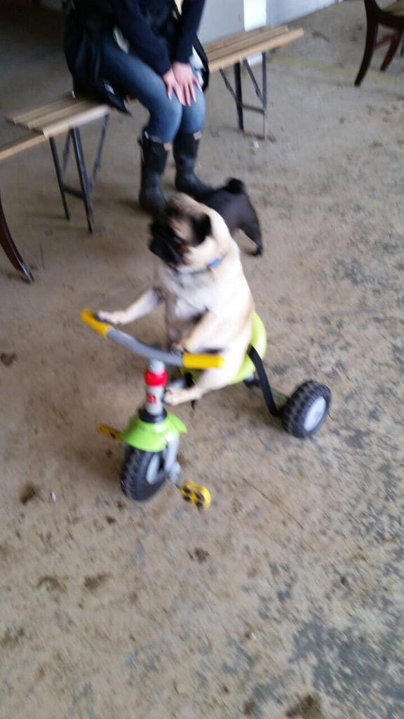 Action shot #pugonabike #puglife #pug