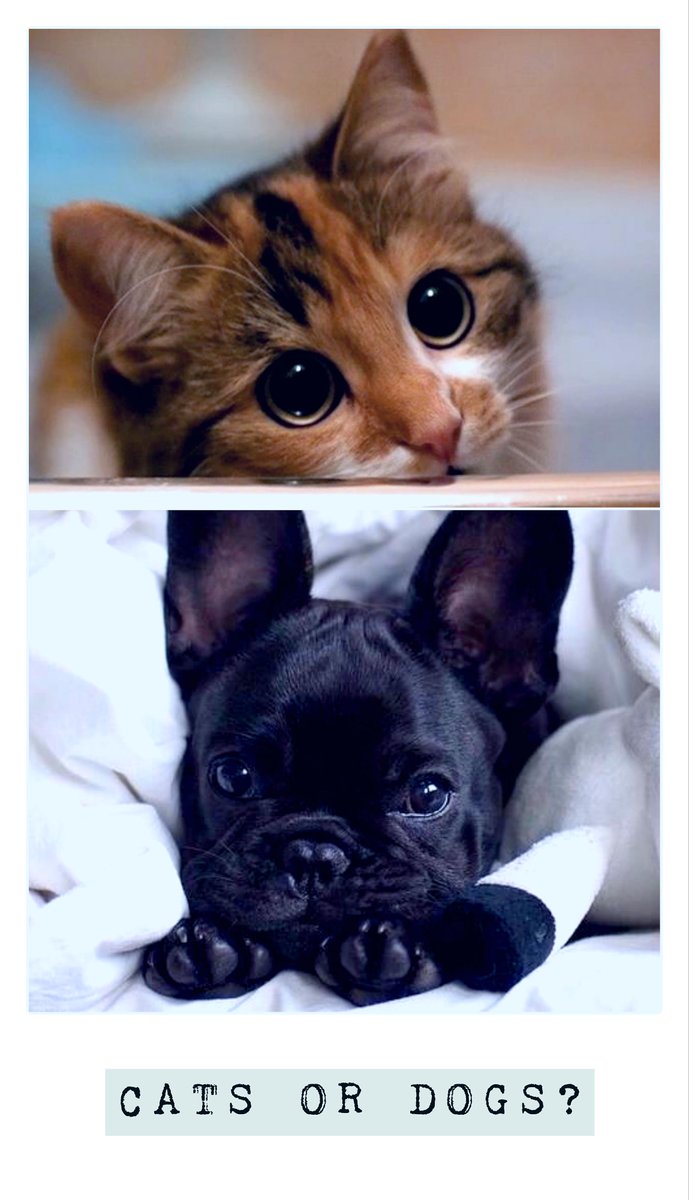 hey_imjack's tweet photo. Hello guys!! One simple question: CATS or DOGS? 
#needapet #cats #DOGS http://t.co/djEpYfjQSW