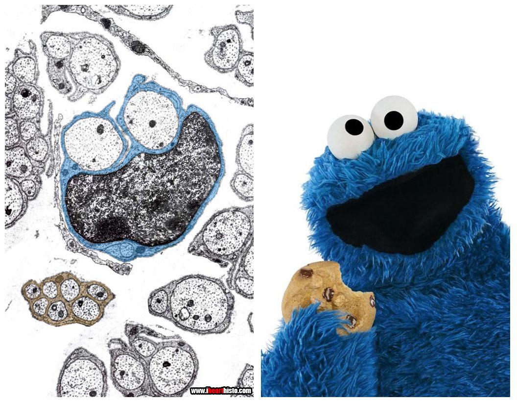 Schwaan cells in non-myelinated nerves look like #CookieMonster in cross-section EMs #histology #pathology #pathart