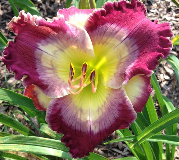 Christine Fuge tweet media