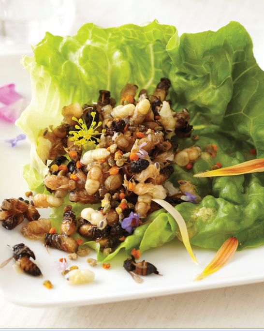 4entoFOOD's tweet image. #Tarantula tempura and cricket skewers: Insects could be coming to a #menu near you buff.ly/1FvyeOf