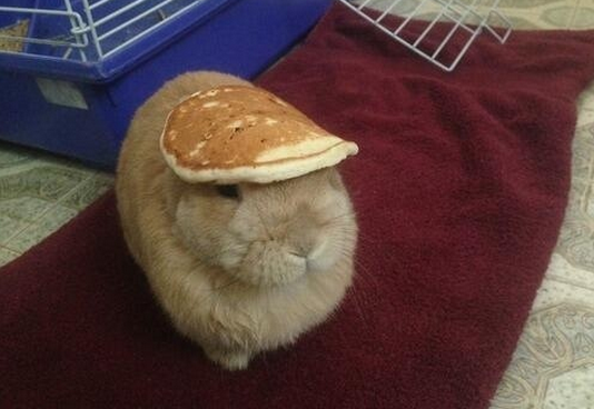 BuzzFeeders's tweet photo. When life gives you pancakes, make a hat. http://t.co/EM8CDV8SaO