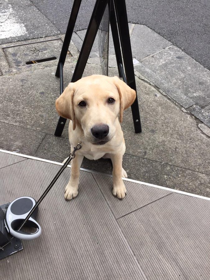 お笑い芸人トータルテンボス イタズラ好き大村 がパピーウォーカーに 盲導犬候補エミルと家族の物語
