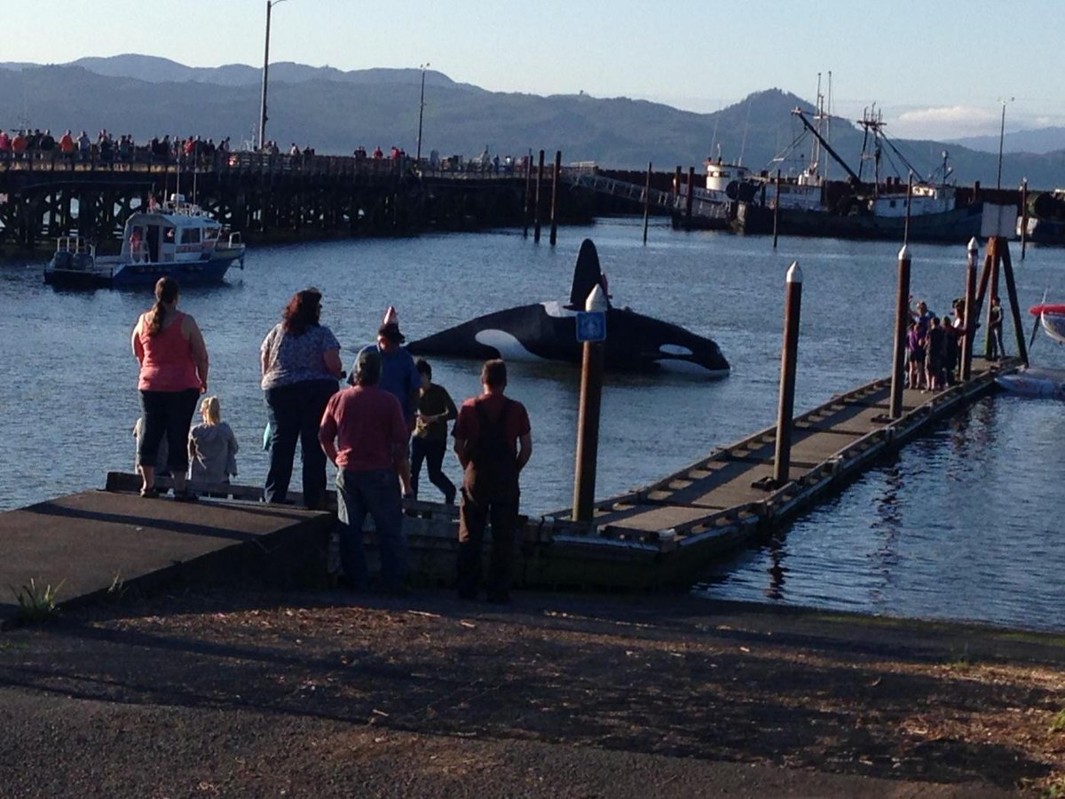 NEWSKristin's tweet image. It has set sail #fakeorca sunset cruise has commenced #willitwork