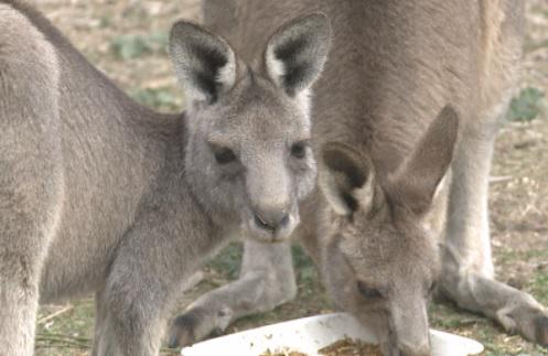 penelopeliersch's tweet image. DELWP are calling appealing for information after 2 kangaroos were killed near Cobram - tune into @WeeknightsGV at 6
