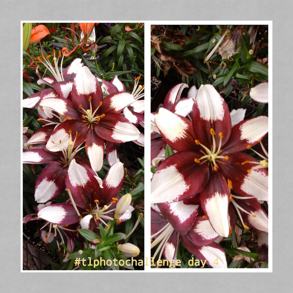 mberrios2014's tweet image. #tlphotochallenge @mollysmcadams day 4 #takingchances #trustingliam