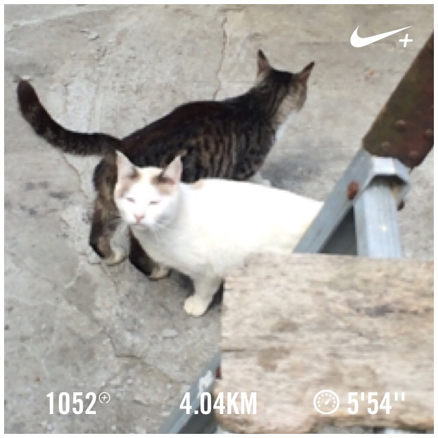 chako0301's tweet photo. 逃げようとしてるけど眠すぎて目は開かないらしい。 Nike+を使用して4.04 kmのランを終了しました。 http://t.co/ppava3res1 #nikeplus http://t.co/UcwEw5TzyL