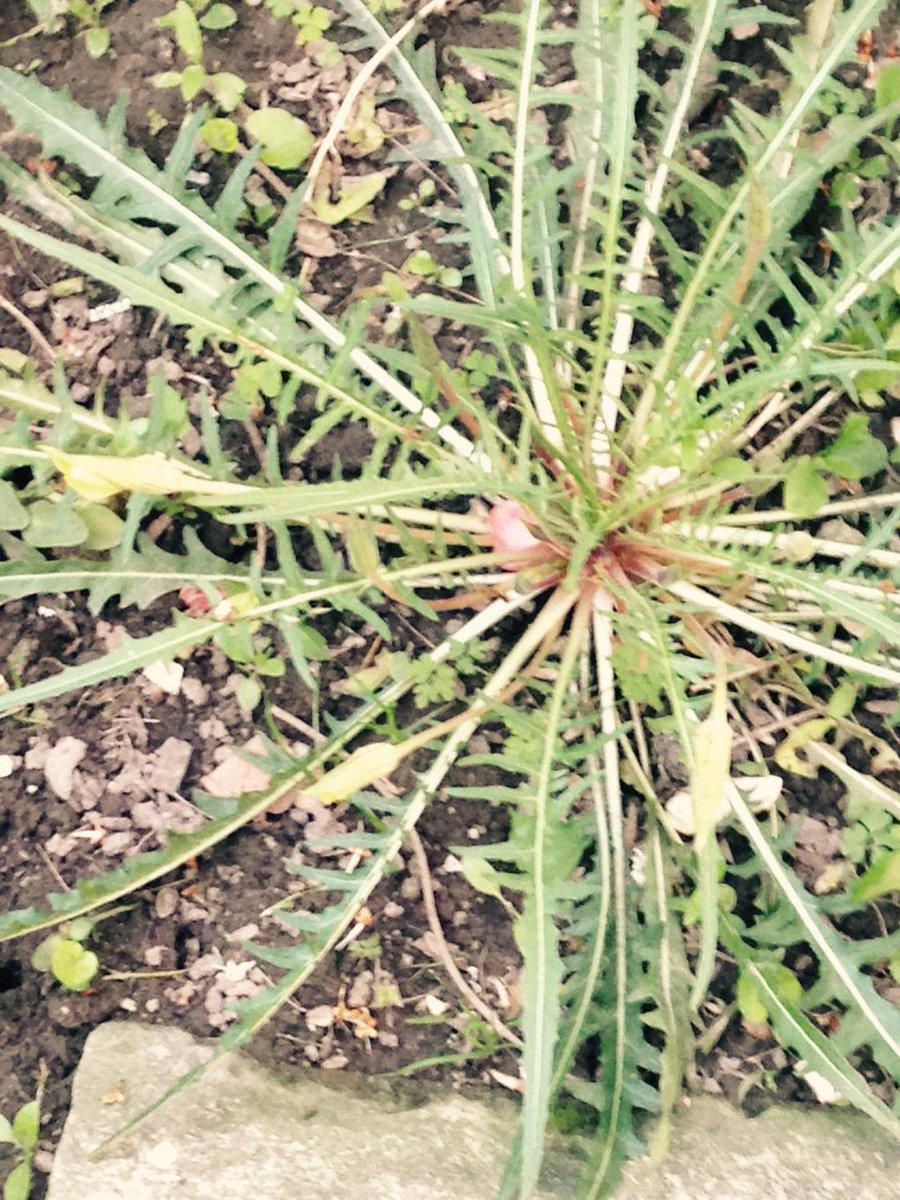 gladys_pcc's tweet photo. The Himalayan dandelion before and after three minutes http://t.co/Sm0kWDfSEr
