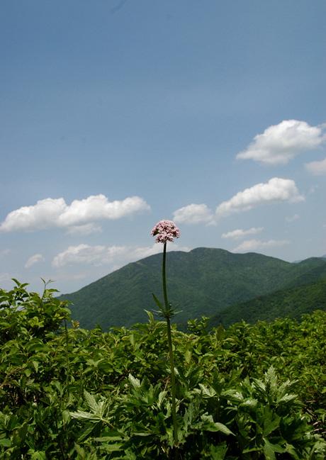 쥐오줌풀 꽃.너머 반야봉위로 구름이 노닌다.지리.한국의 산하에서