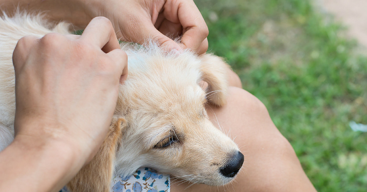 PetMD's tweet photo. How Long Do Flea and Tick Meds Last? #petmd #pet #flea&tick #fleamedication http://t.co/8RRuBvujwO http://t.co/bTiRiYY39v