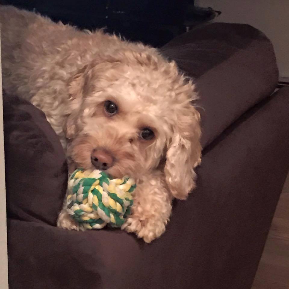 TheAMPAS's tweet image. Missing: THEO Cockapoo, friendly, possibly injured. SOUTH PATERSON. 201-744-8981  @LostFoundPetsNJ